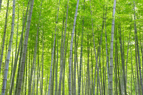 Fototapeta Naklejka Na Ścianę i Meble -  Bamboo forest in Japanese park