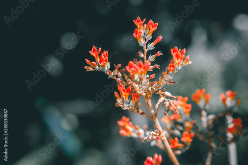 little red flower blooming in nature