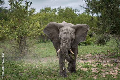A young elephant bull mock charging_2 © Stephan