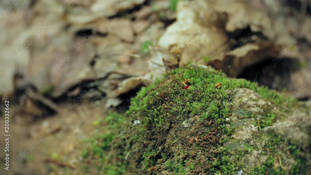 foot steps of hiker hiking outdoors. walking feet on rocky terrain foot steps of hiker hiking outdoors. walking feet on rocky terrain
