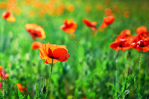 Selective focus on poppy flower, wild poppy flowers in natural green blurred spring background, selective focus