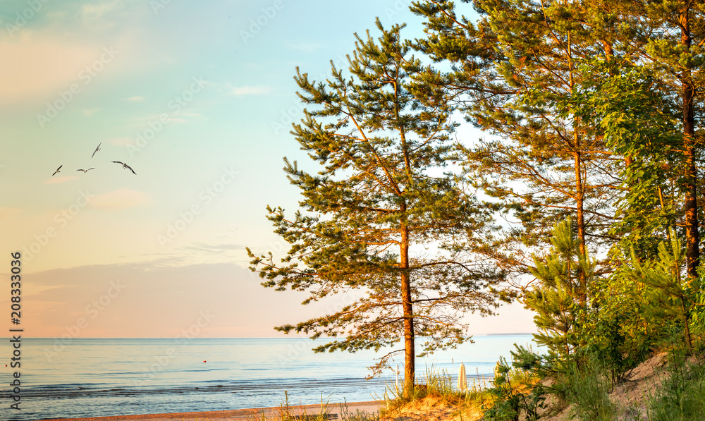Naklejka premium Scenic view on the Riga gulf (Baltic Sea) from the white dune that is near a village of Dubulti, Jurmala, Latvia, Europe