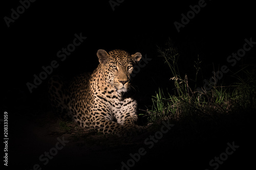 Male leopard in the spotlight