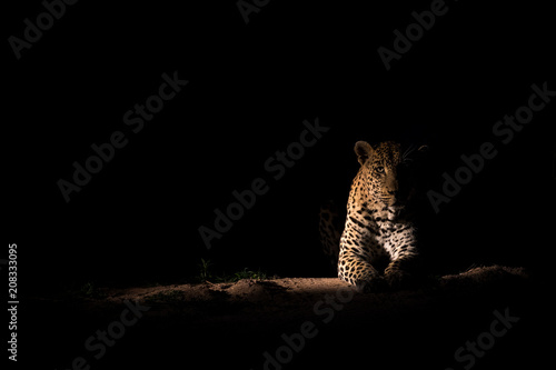 Huge male leopard resting at night.