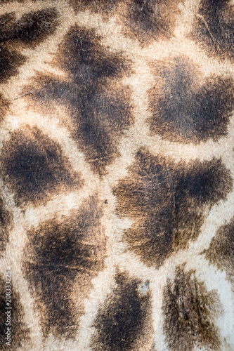 Beautiful patterns on giraffe skin