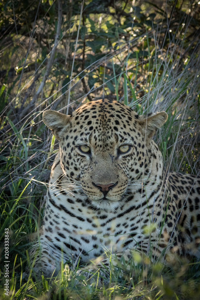 Leopard staring directly at photographer. Leopard staring directly at photographer.
