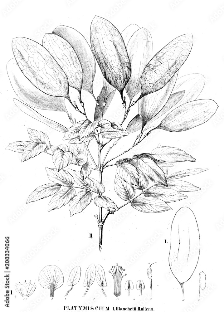 Illustration of plant Illustration of plant