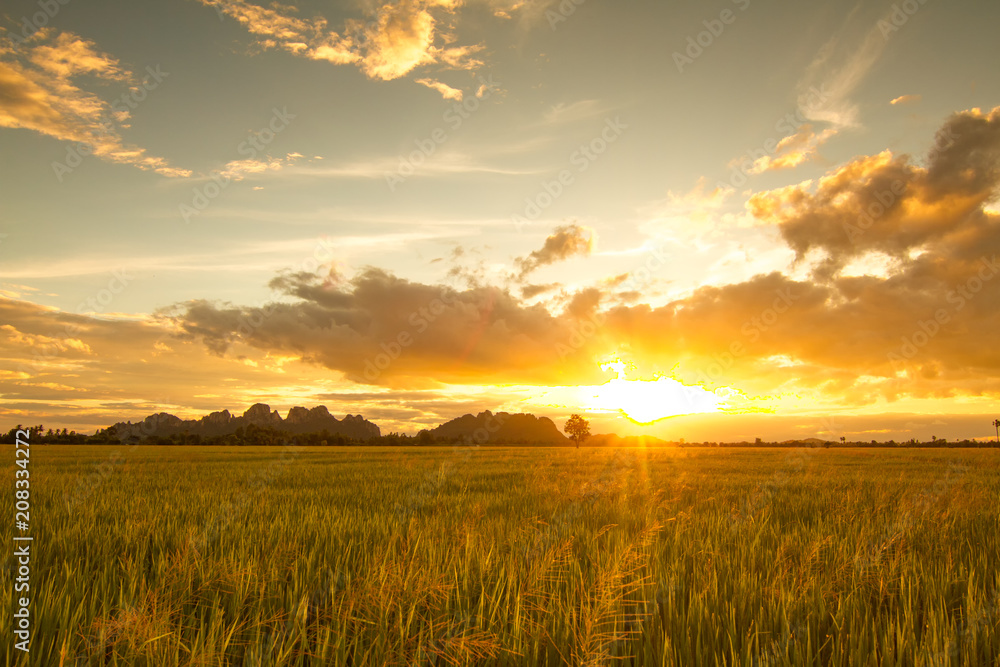 Sunset view over paddy field for background Sunset view over paddy field for background