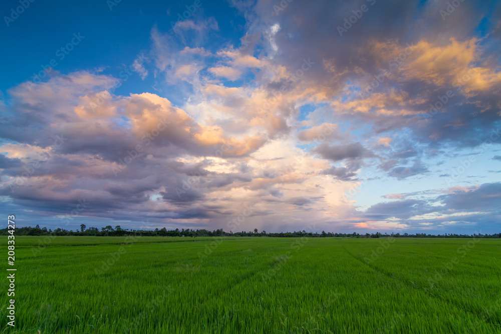 Rice field green grass on beautiful Sunset sky background Rice field green grass on beautiful Sunset sky background