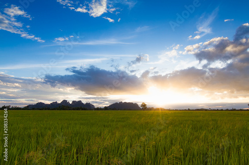 Sunset view over paddy field for background