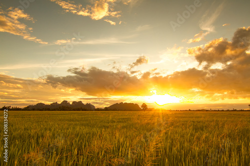 Sunset view over paddy field for background