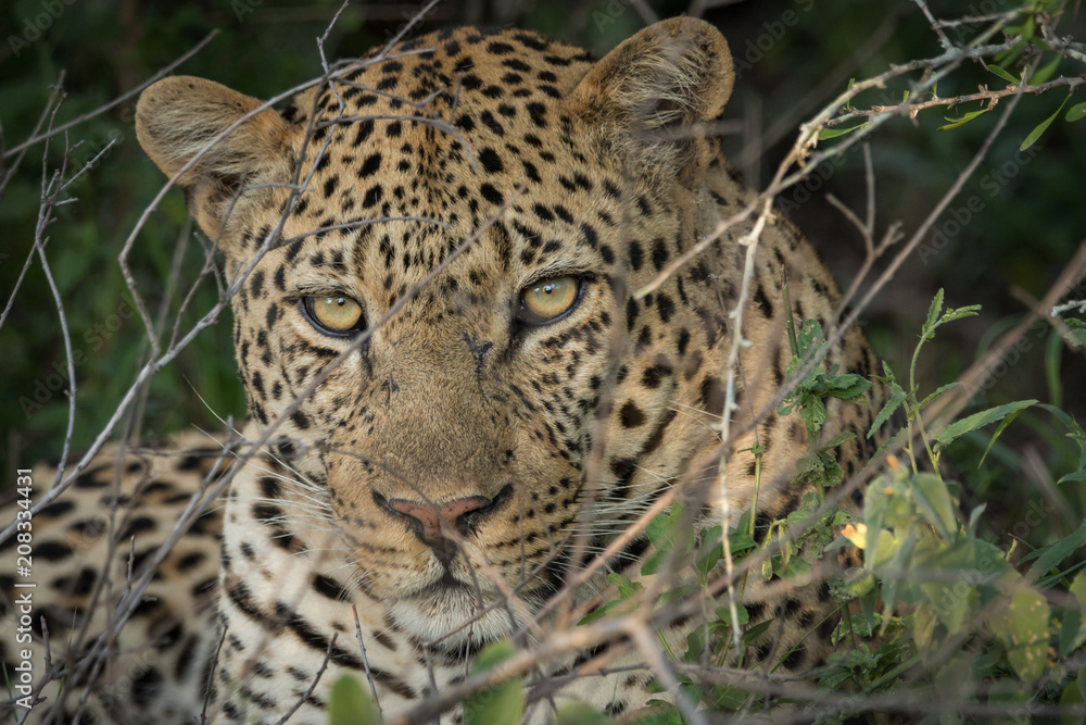 Close up of a huge male leopard. Close up of a huge male leopard.