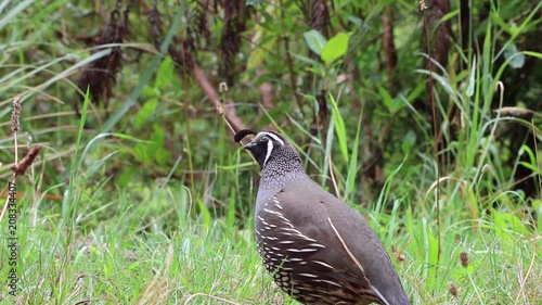 Male California quail calls for other birds in area. photo