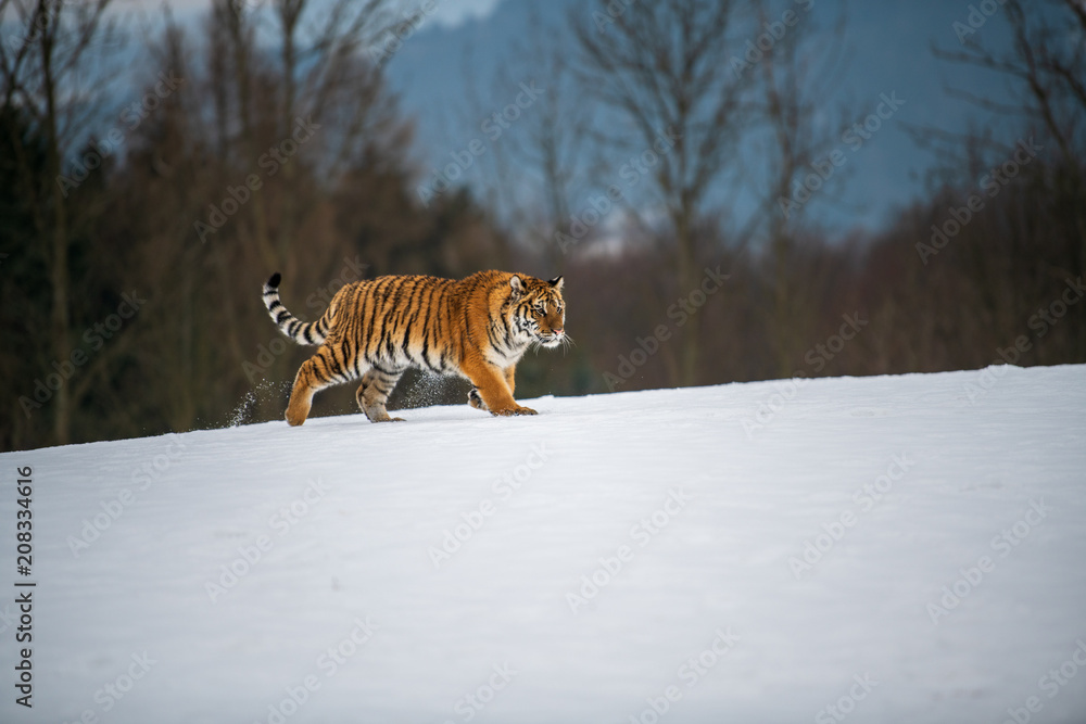 Obraz premium Siberian Tiger in the snow (Panthera tigris)