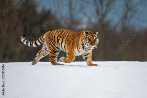 Siberian Tiger in the snow  Panthera tigris 