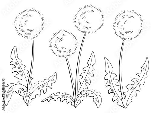 Dandelion taraxacum flower graphic black white isolated sketch set illustration vector