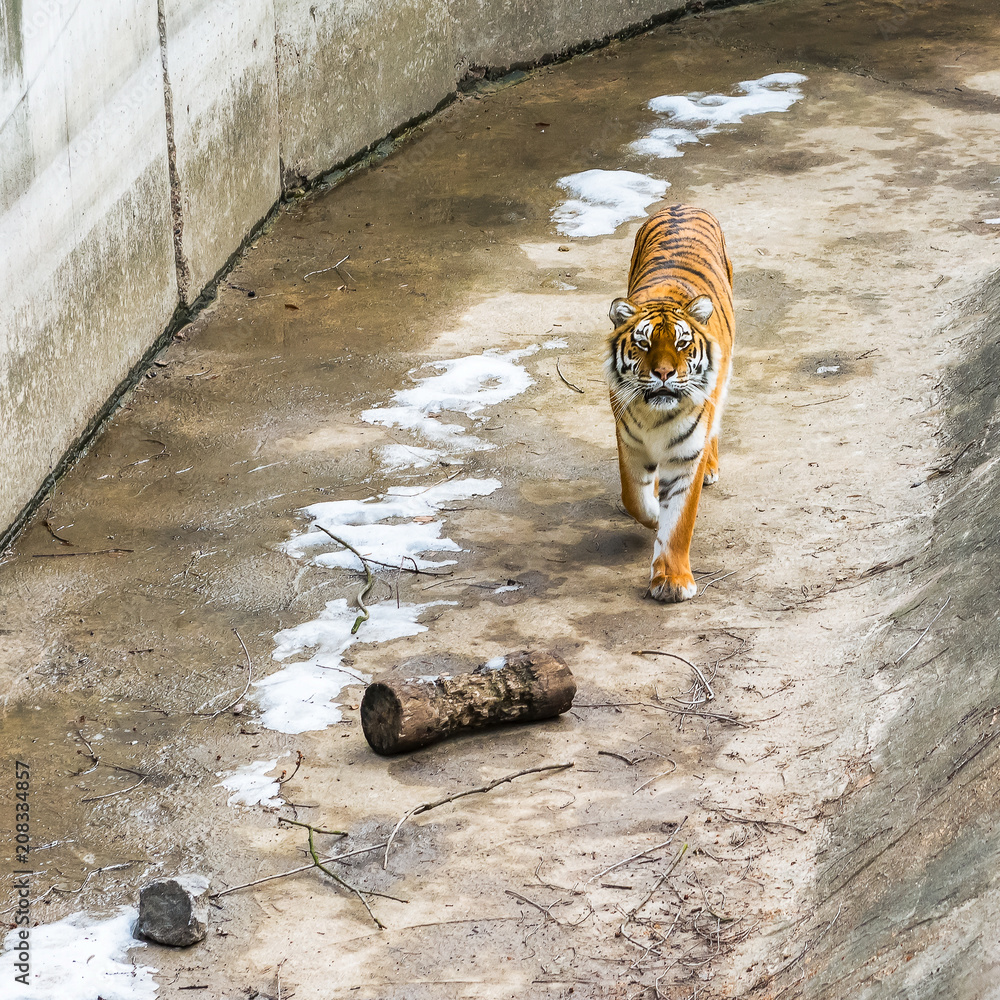 Fototapeta premium The Siberian tiger, also called the Amur tiger, walks around the aviary on a winter day.