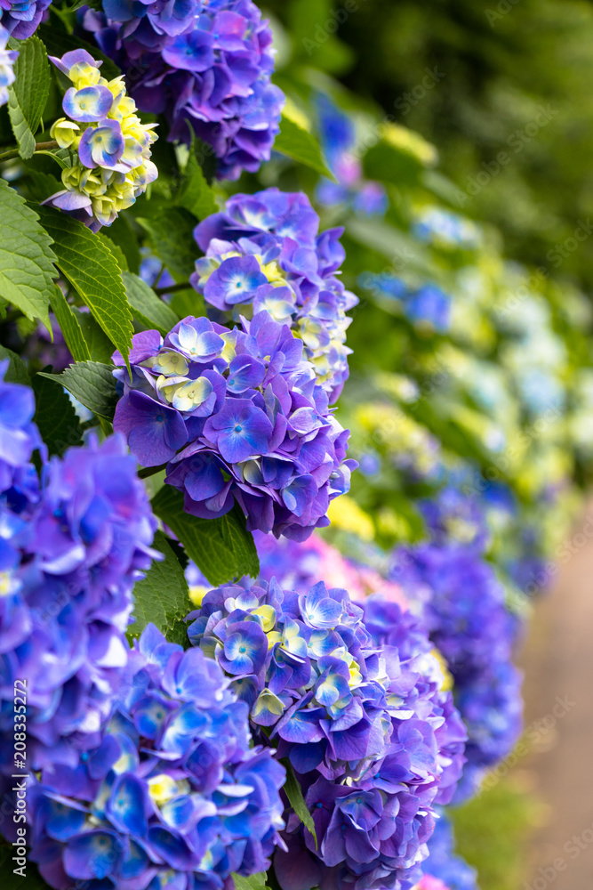 Hydrangea of Asukayama Park in Kita Ward, Tokyo, Japan / Asukayama park is a public park in Kita Ward, Tokyo, Japan Hydrangea of Asukayama Park in Kita Ward, Tokyo, Japan / Asukayama park is a public park in Kita Ward, Tokyo, Japan