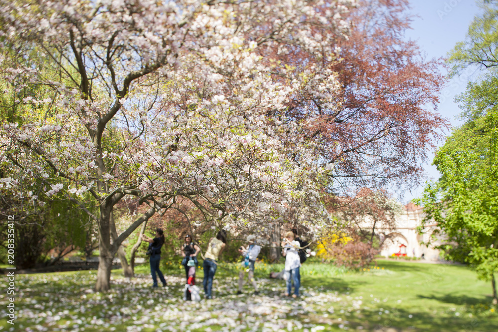 Girl resting under the flowering trees. Special effect of the inclination of the optical axis Girl resting under the flowering trees. Special effect of the inclination of the optical axis