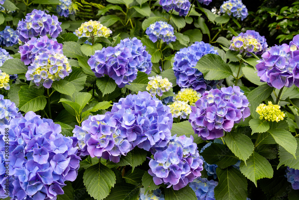 Hydrangea of Asukayama Park in Kita Ward, Tokyo, Japan / Asukayama park is a public park in Kita Ward, Tokyo, Japan Hydrangea of Asukayama Park in Kita Ward, Tokyo, Japan / Asukayama park is a public park in Kita Ward, Tokyo, Japan