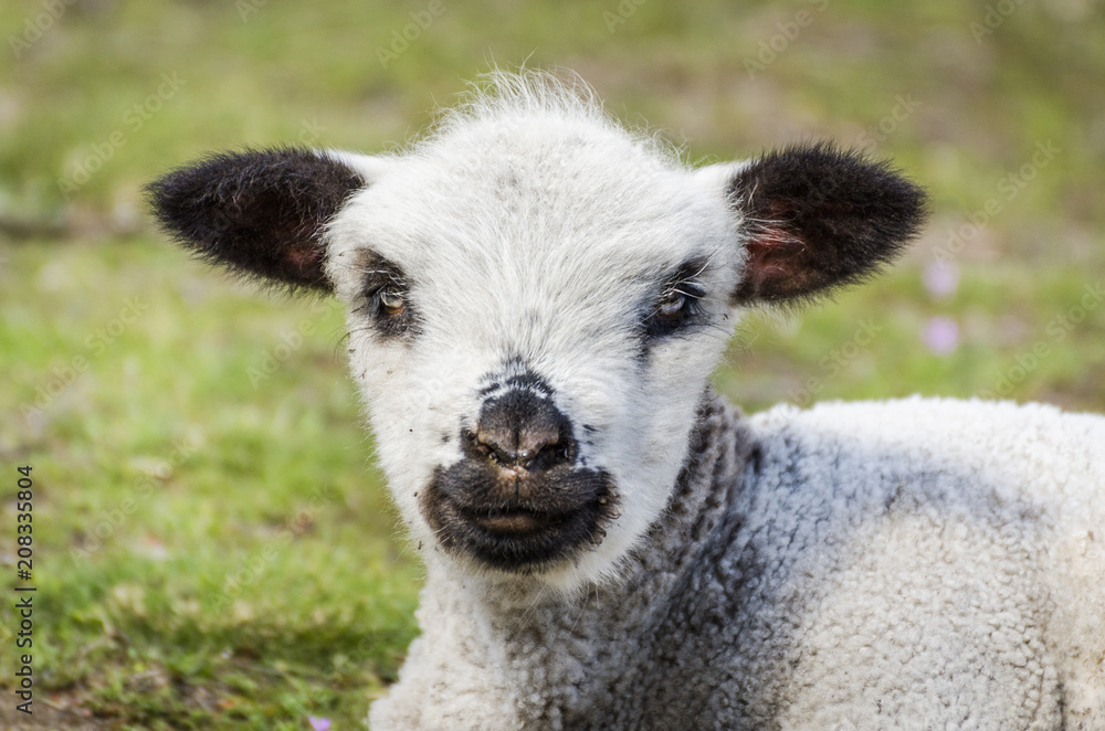 Cute little sheep Cute little sheep