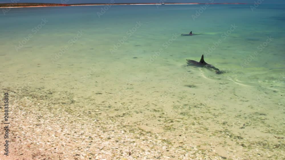 A medium shot of dolphins swimming under the water. Camera tracks the movement of the dolphin A medium shot of dolphins swimming under the water. Camera tracks the movement of the dolphin