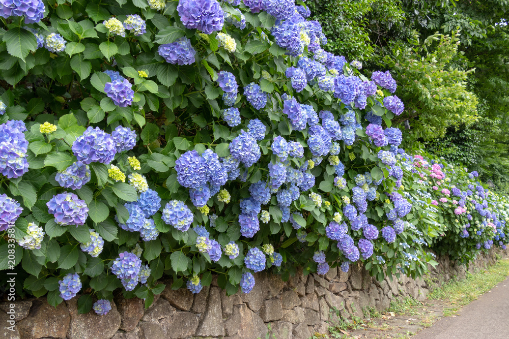 Hydrangea of Asukayama Park in Kita Ward, Tokyo, Japan / Asukayama park is a public park in Kita Ward, Tokyo, Japan Hydrangea of Asukayama Park in Kita Ward, Tokyo, Japan / Asukayama park is a public park in Kita Ward, Tokyo, Japan