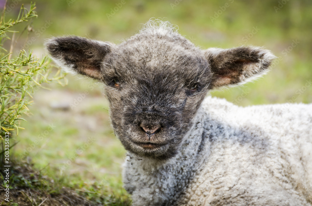 Obraz premium Cute little sheep