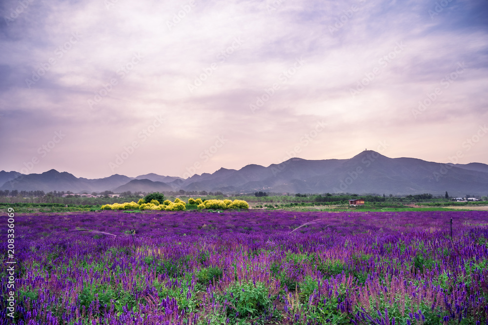 Fototapeta premium A lavender garden in full bloom