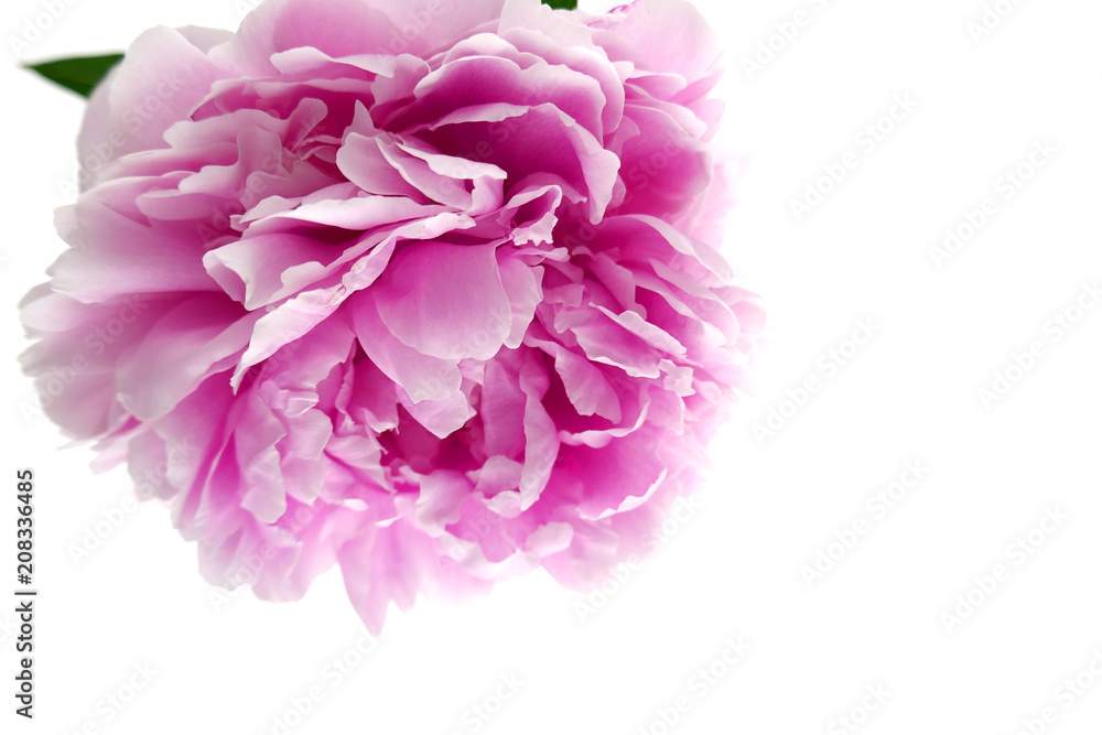 Peony flower.  pink peony isolated on white background.