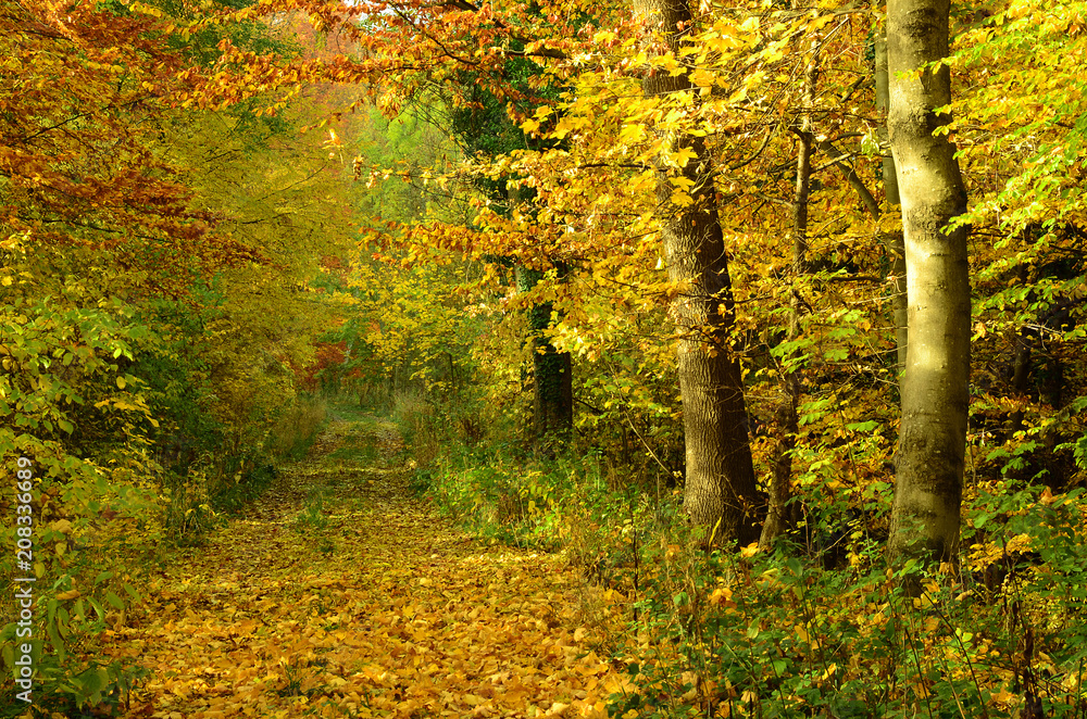 Waldweg im Herbst Waldweg im Herbst