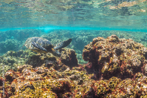 Fototapeta Naklejka Na Ścianę i Meble -  Sea Turtle swimming over the Reef