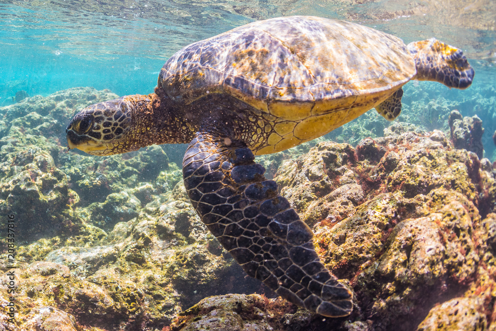 Fototapeta premium Sea Turtle swimming over the Reef