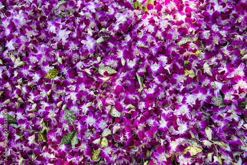Fototapeta Naklejka Na Ścianę i Meble -  beautiful orchid flowers in garden