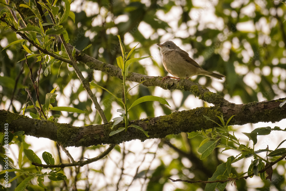 European blackcap sitting in a tree European blackcap sitting in a tree