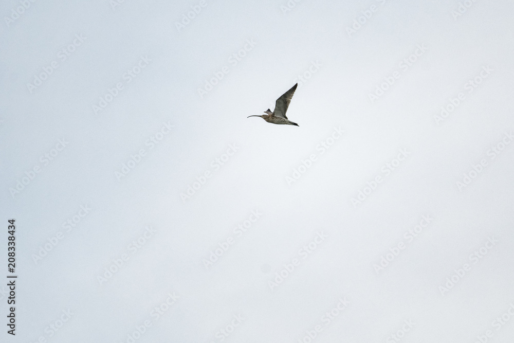 Eurasian curlew flying in front of a clear sky Eurasian curlew flying in front of a clear sky