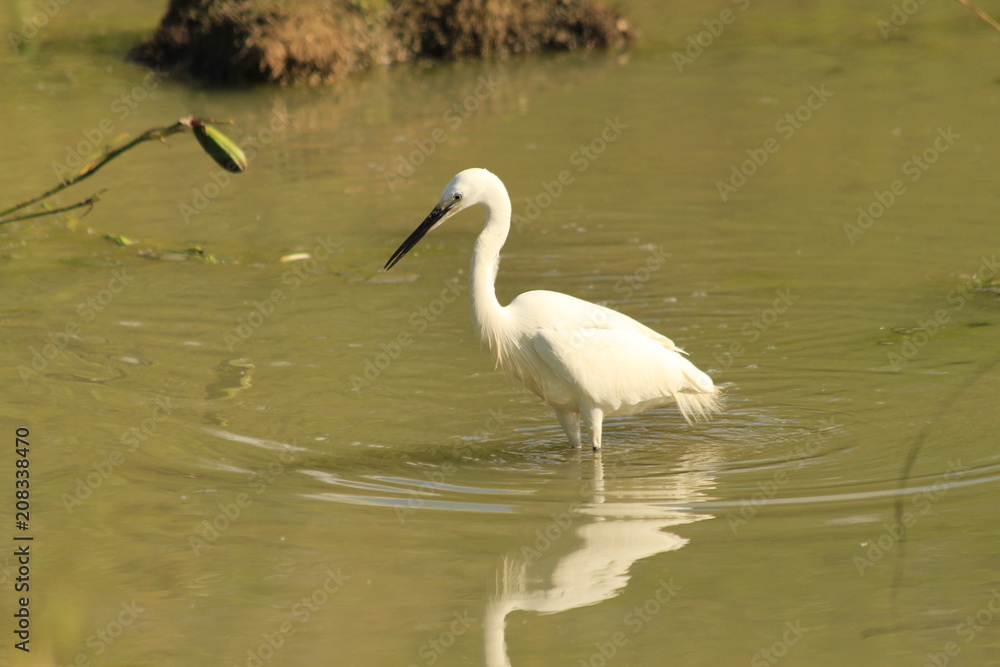 Obraz premium Lonely egret