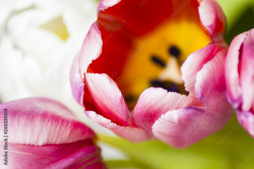 Naklejka premium Bright color