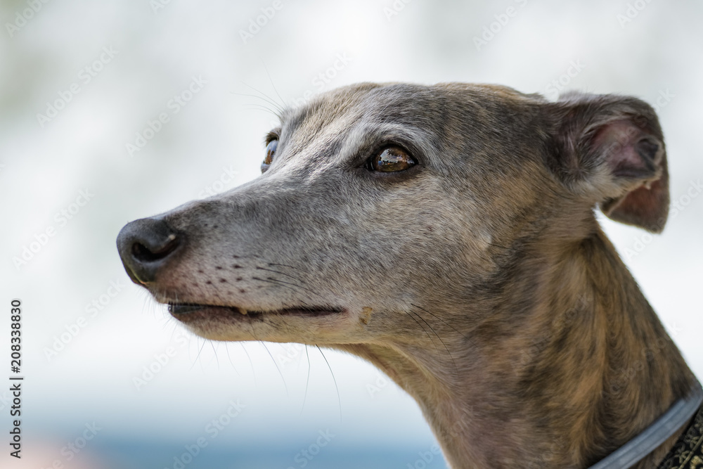 Fototapeta premium Closeup portrait of a whippet
