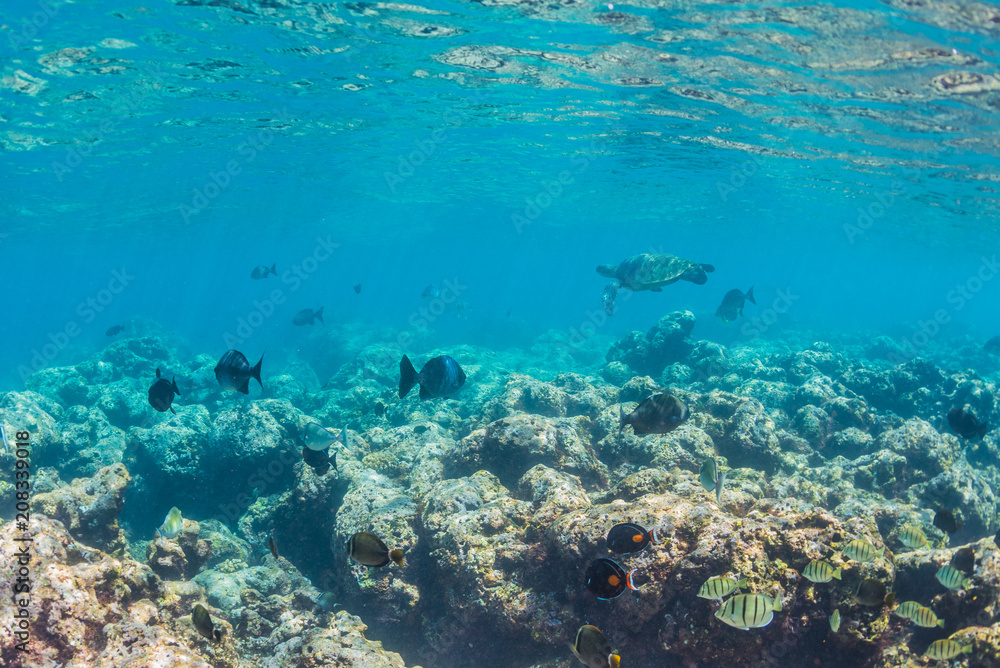 Fototapeta premium Sea Turtle swimming over the reef