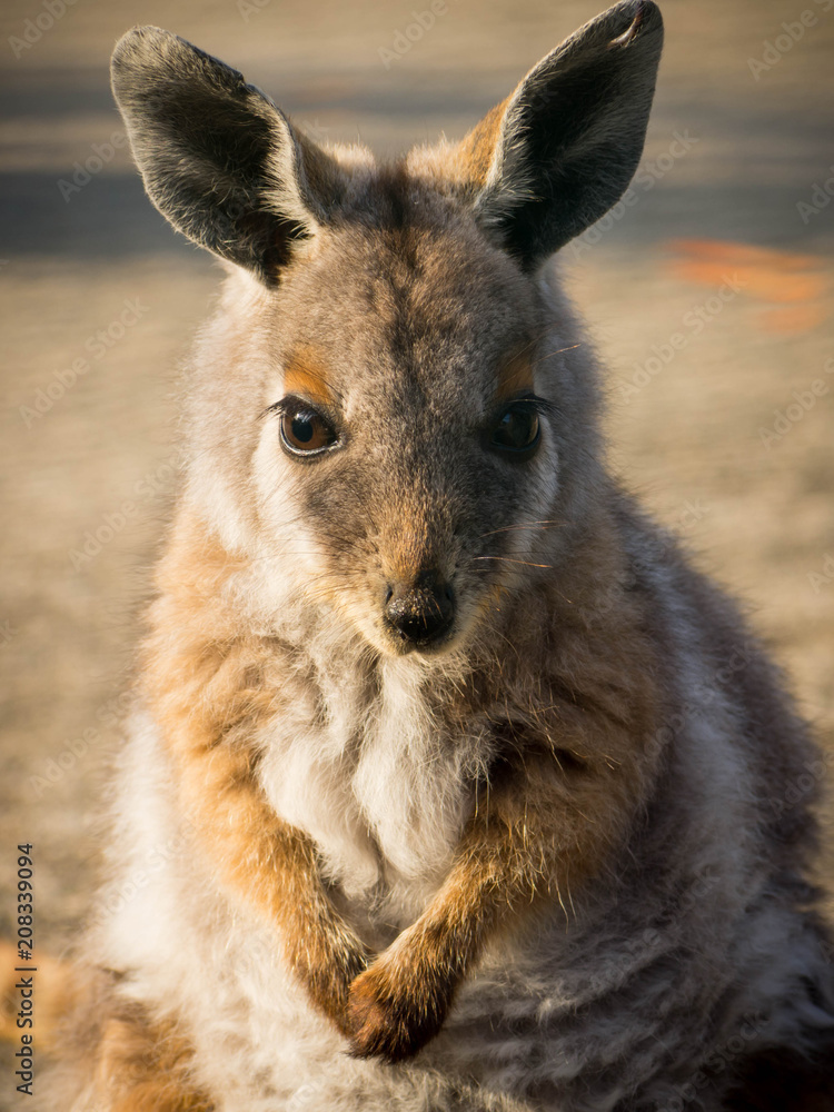 Fototapeta premium A baby kangaroo poses and looking at the camera.