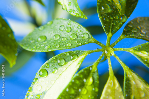 Schefflera leaf closeup photo