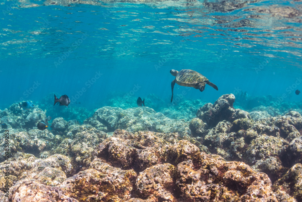 Sea Turtle swimming over the reef