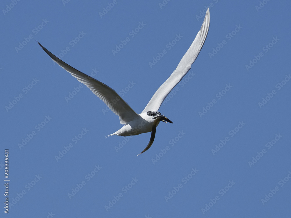Sandwich tern (Thalasseus sandvicensis) Sandwich tern (Thalasseus sandvicensis)