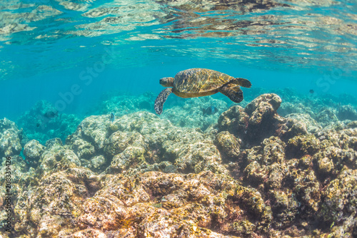 Sea Turtle swimming over the reef