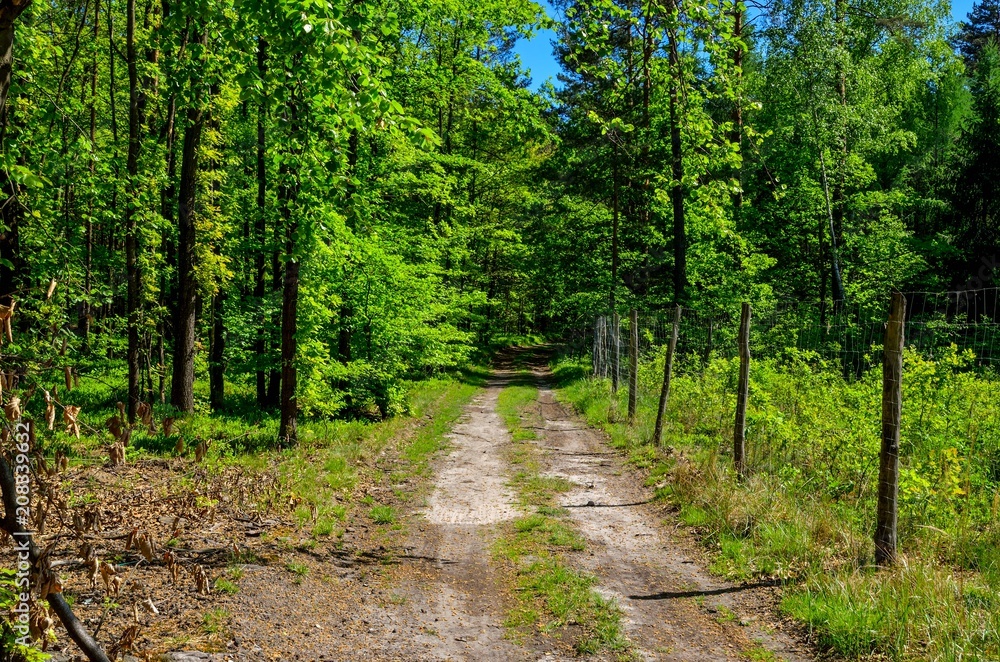 Spring forest landscape. A road among green trees. Spring forest landscape. A road among green trees.