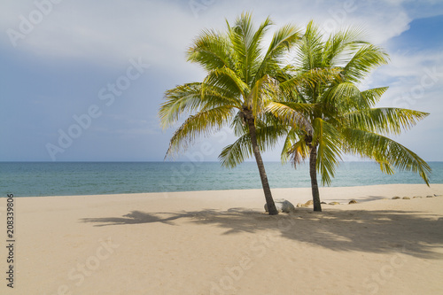 Coconut tree at the beach. © Freely