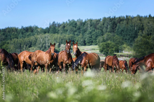 Herd of horses on the pasture. © Osetrik