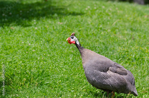 A Helmeted Guinea fowl on grass area