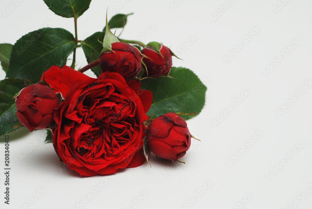 Red Burgundy Bordeaux Rose Flower Isolated. Flower bouquet bunch on White Background. Copy space. - obrazy, fototapety, plakaty 